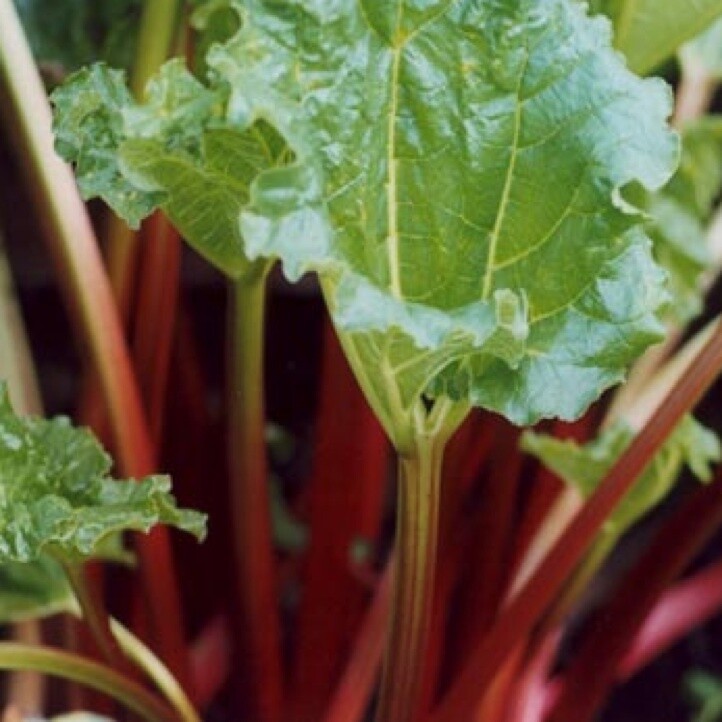 Rhubarb Victoria 2 gal.