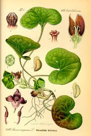 Asarum Europaeum 1 gal