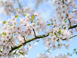 Pear Pyrus &#39;4 in 1 Combo Round&#39; 7 gal
