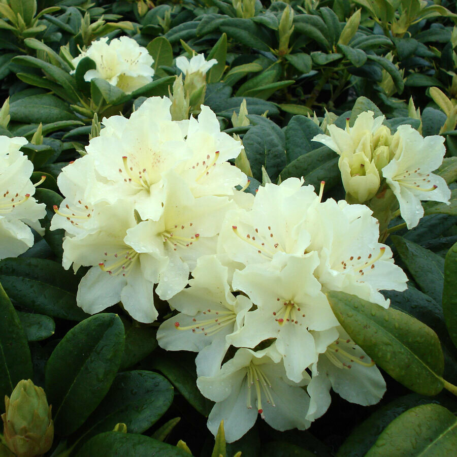 Rhododendron 'Capristrano' 5 gal