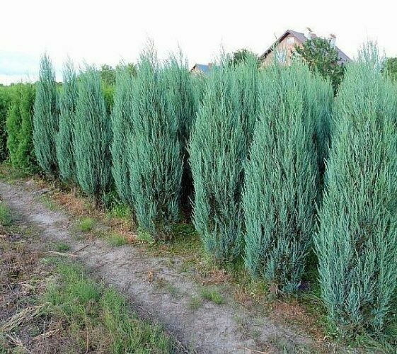 Juniperus virginiana &#39;Blue Arrow&#39; 3 gal