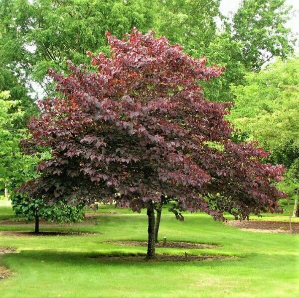 Cercis canadensis &#39;Forest Pansy&#39; #15