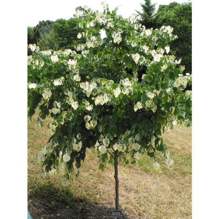 Cercis canadensis &#39;Floating Clouds&#39; 15 gal