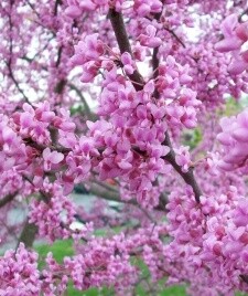 Cercis canadensis &#39;Floating Clouds&#39; 15 gal