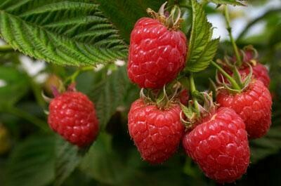 Rubus idaeus &#39;Heritage&#39; 2 gal