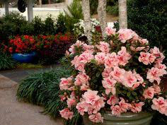 Rhododendron &#39;Roblet&#39; 3 gal