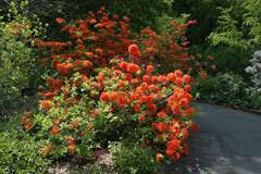 Azalea x &#39;Mandarin Lights&#39; 2 gal