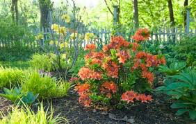 Azalea x &#39;Mandarin Lights&#39; 2 gal