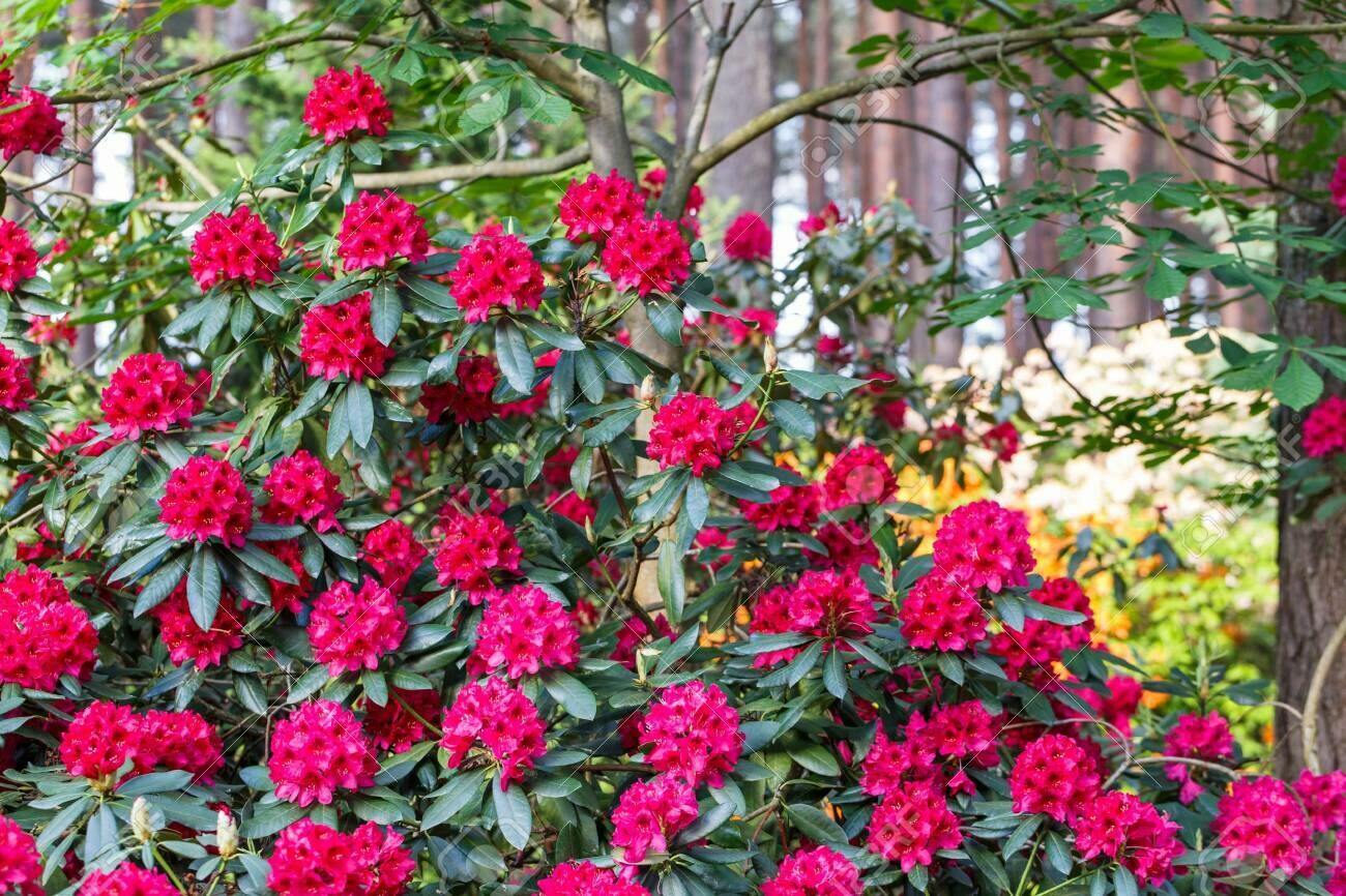 Rhododendron &#39;Nova Zembla&#39; #10