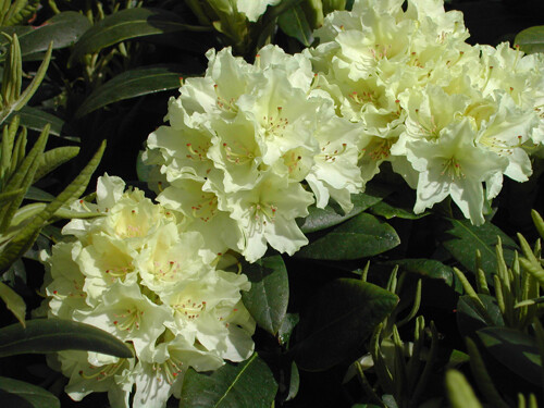 Rhododendron &#39;Capristrano&#39; 5 gal
