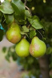 Pear Pyrus &#39;4 in 1 Combo Round&#39; 7 gal