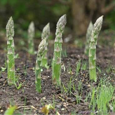 Asparagus 2 gal.