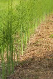 Asparagus 2 gal.