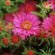 Symphyotrichum novae-angliae &#39;Andenken an Alma Pötschke&#39; 2 gal