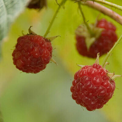 Rubus &#39;Rockin&#39; Double Raspberry&#39; 2 gal