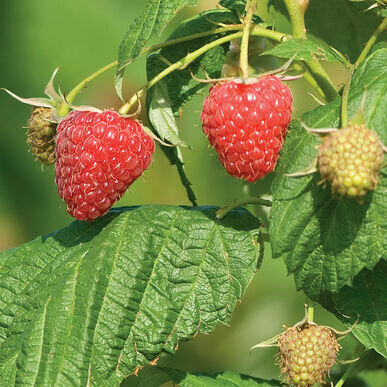 Rubus &#39;Polana&#39; 2 gal