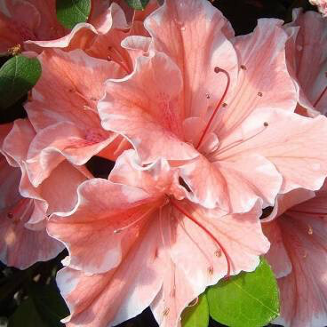 Rhododendron &#39;Roblet&#39; 3 gal