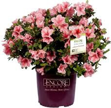 Rhododendron &#39;Roblet&#39; 3 gal