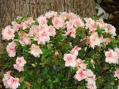 Rhododendron &#39;Roblet&#39; 3 gal