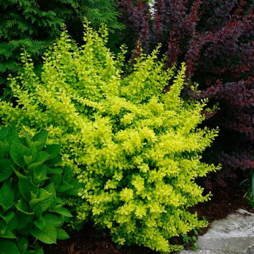 Berberis thunbergii &#39;Sunjoy Citrus&#39; 2 gal