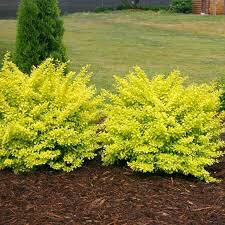 Berberis thunbergii &#39;Sunjoy Citrus&#39; 2 gal