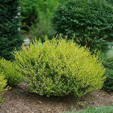 Berberis thunbergii &#39;Sunjoy Mini Saffron&#39; 2 gal