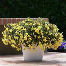 Begonia 4" - Mistral Yellow