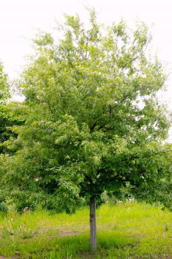 Quercus ellipsoidalis &#39;Bailskies&#39; 15 gal 