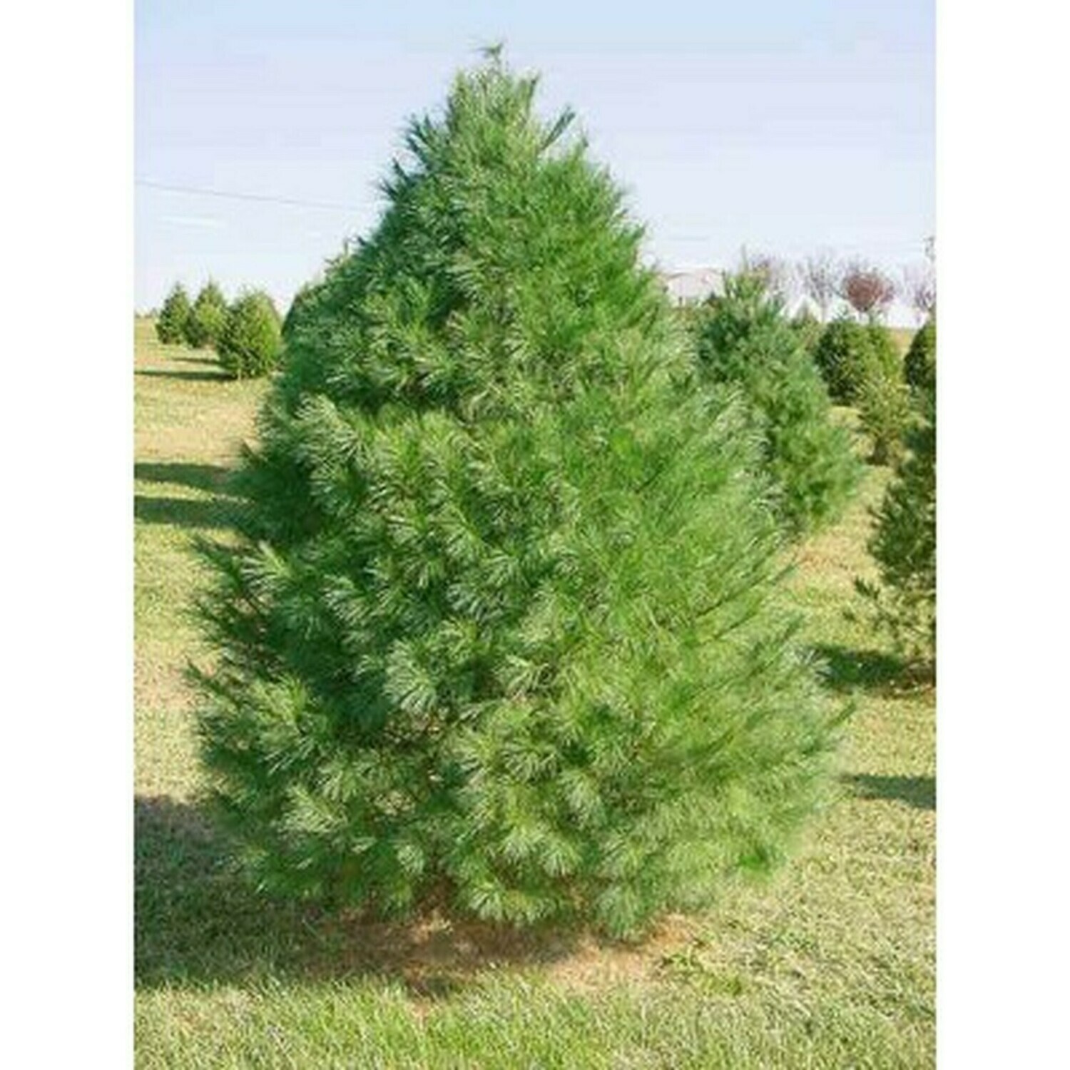 Pinus strobus 5-6 ft white pine