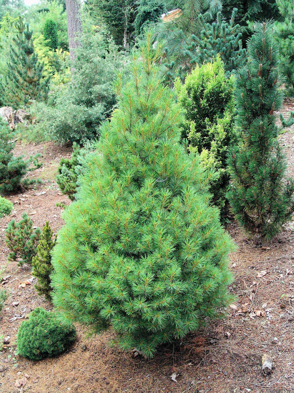 Pinus strobus 5-6 ft white pine