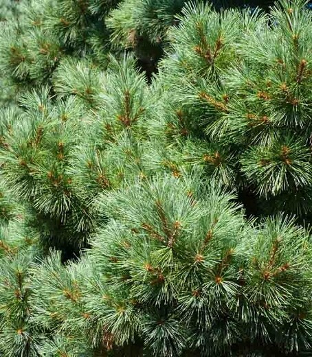 Pinus strobus 5-6 ft white pine