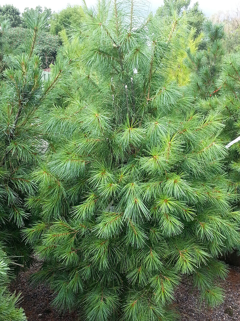 Pinus strobus 4 ft