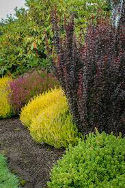 Berberis thunbergii &#39;Sunjoy Citrus&#39; 2 gal