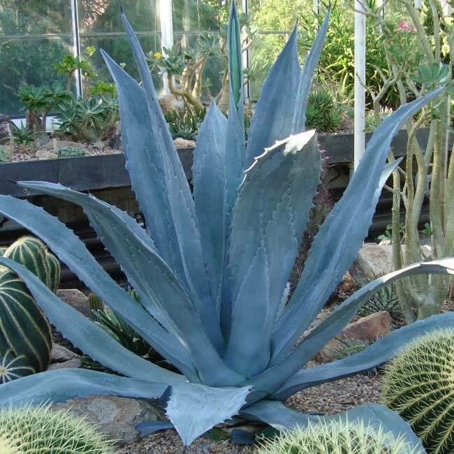 Potted Agave - Blue American