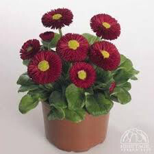 English Daisy Perennis Belissima &#39;Red&#39; 1 gal.