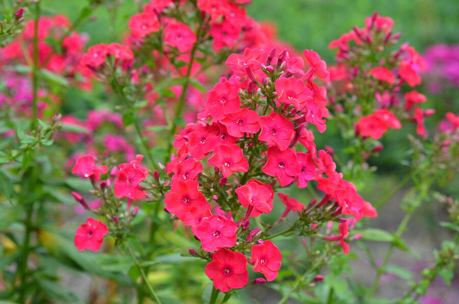 Phlox &#39;Volcano Red&#39; 1 gal