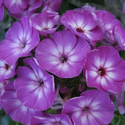 Phlox &#39;Volcano Purple w/ White Eye&#39; 2 gal