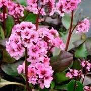 Bergenia &#39;Pink Dragonfly&#39;