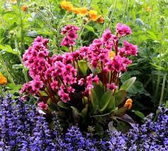 Bergenia &#39;Pink Dragonfly&#39;