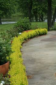 Berberis thunbergii &#39;Sunjoy Citrus&#39; 2 gal
