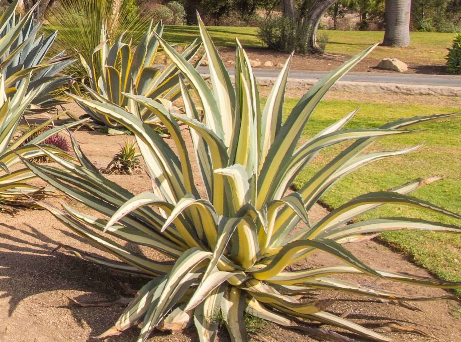 Potted Agave - Mediopicta