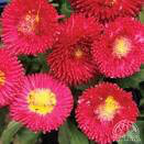 English Daisy Perennis Belissima &#39;Red&#39; 1 gal.