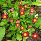 English Daisy Perennis Belissima &#39;Red&#39; 1 gal.
