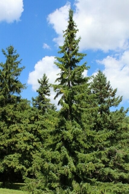 Picea omorika 10 gal