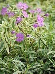 Phlox &#39;Triple Play Smooth&#39; 1 qt