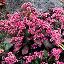 Bergenia &#39;Pink Dragonfly&#39;