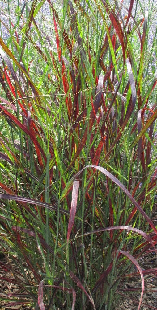 PANICUM VIRGATUM `RUBY RIBBONS` 2 gal.