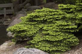 spruce birds nest Picea abies &#39;Nidiformis&#39; 3 gal