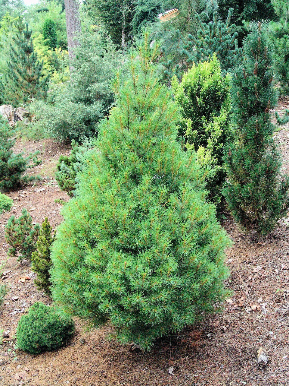 Pinus strobus 4 ft