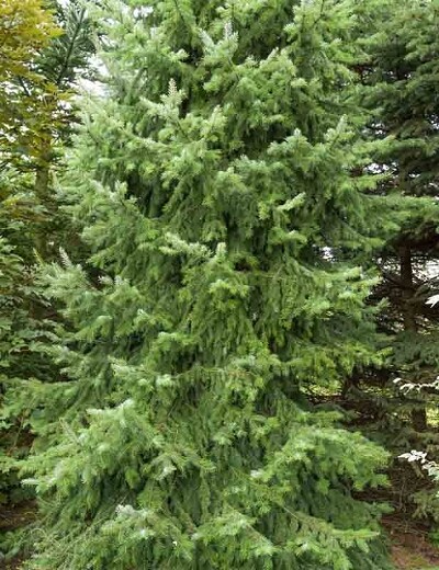 Picea omorika 10 gal